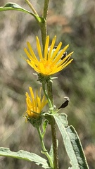 Pentanema britannica