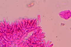 Collybiopsis