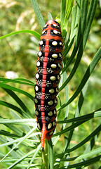 Hyles euphorbiae