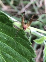 Araneomorphae