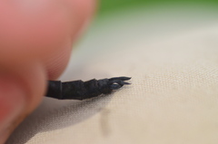 Somatochlora uchidai