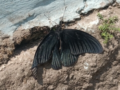 Papilio memnon