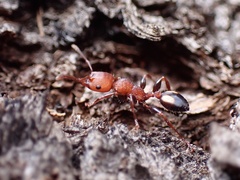 Podomyrma adelaidae