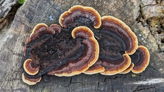 Gloeophyllum sepiarium