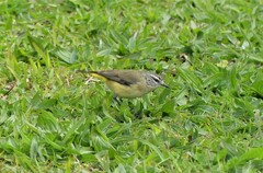 Acanthiza chrysorrhoa