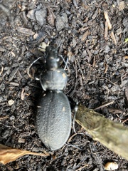 Carabus coriaceus