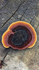 Gloeophyllum sepiarium