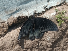 Papilio memnon
