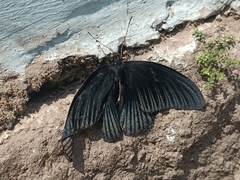 Papilio memnon