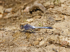Orthetrum caledonicum