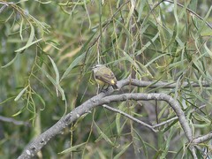 Acanthiza chrysorrhoa
