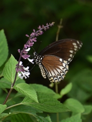 Papilio clytia