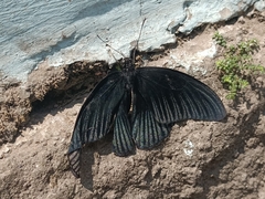 Papilio memnon