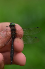 Somatochlora uchidai