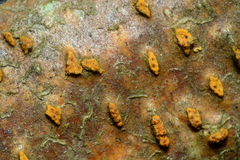 Cryphonectria parasitica