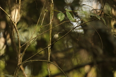 Cyanomitra olivacea image