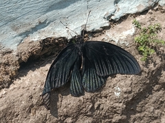 Papilio memnon