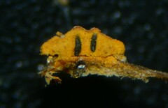 Cryphonectria parasitica