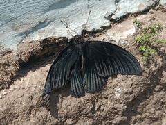 Papilio memnon