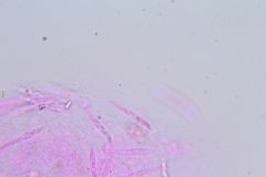 Cryphonectria parasitica