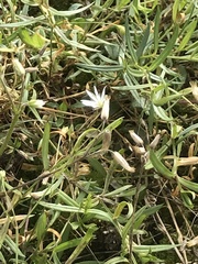 Stellaria longifolia