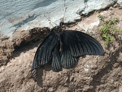 Papilio memnon