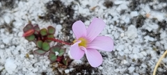 Oxalis commutata