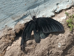 Papilio memnon