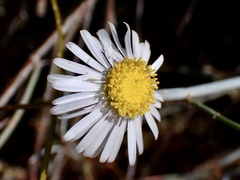 Brachyscome paludicola