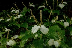 Saururus chinensis