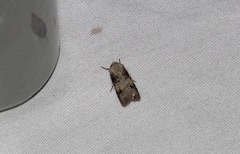Agrotis puta