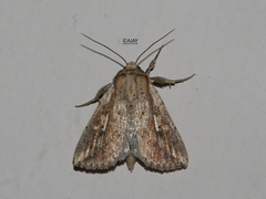 Mythimna