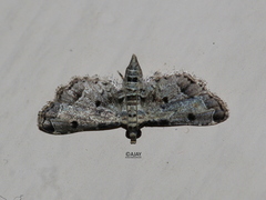 Sufetula