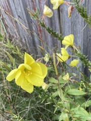 Oenothera glazioviana
