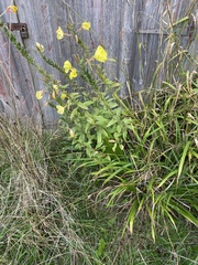 Oenothera glazioviana