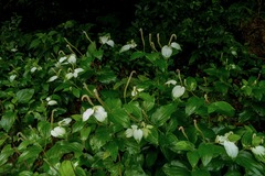 Saururus chinensis