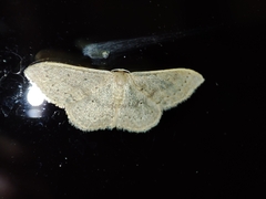 Idaea eugeniata