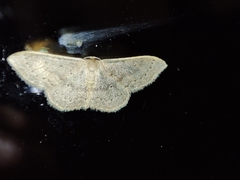 Idaea eugeniata