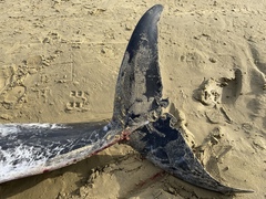 Grampus griseus