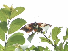 Charaxes psaphon imna