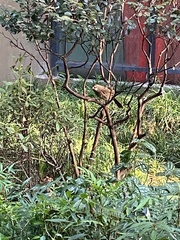 Pterorhinus sannio