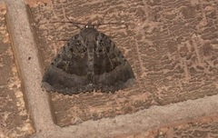 Mormo maura