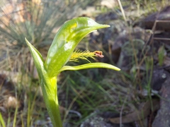 Pterostylis plumosa