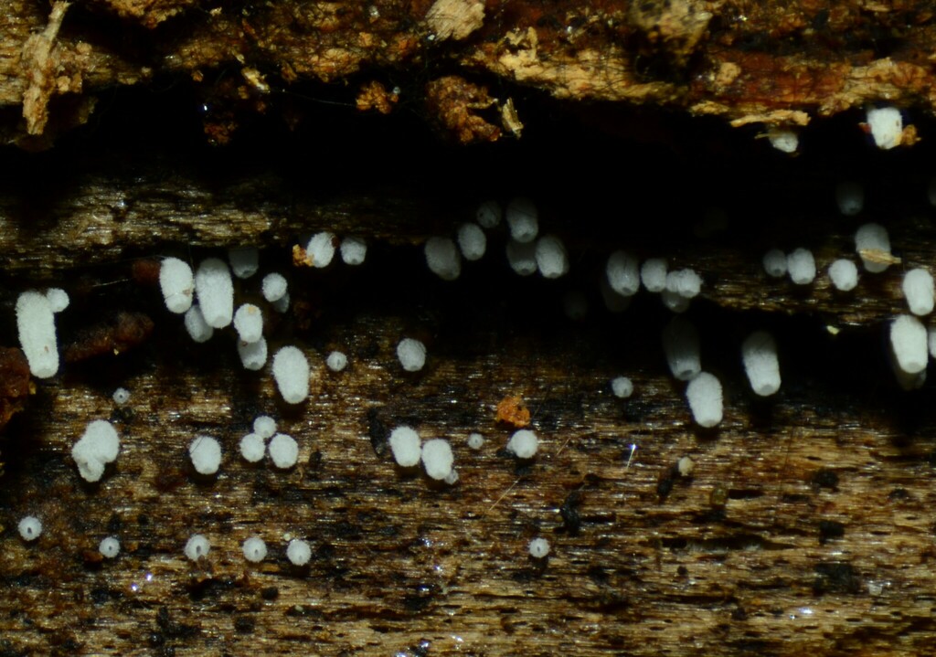 Henningsomyces sp. 'candidus-CA02'