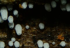 Henningsomyces