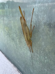 Parvarhynchus japonicus