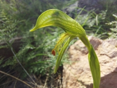 Pterostylis plumosa