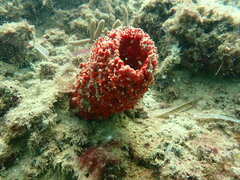 Porifera