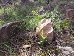 Pterostylis plumosa