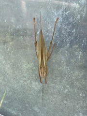 Parvarhynchus japonicus